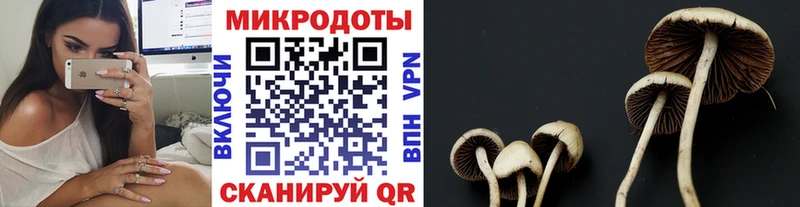 shop Telegram  Багратионовск  Галлюциногенные грибы Cubensis 